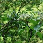 Viburnum wrightii Miq. var. stipellatum NakaiKvět