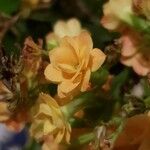 Kalanchoe aromatica Flower