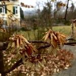 Chimonanthus praecox Кветка