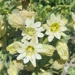 Malesherbia lirana Flor