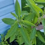 Corchorus olitorius Leaf