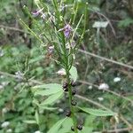 Cardamine bulbifera 花