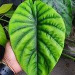 Alocasia clypeolata Hoja