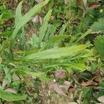 Conyza canadensis Лист