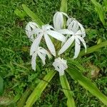 Crinum americanum Flower