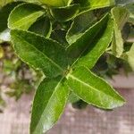 Euonymus japonicus Leaf