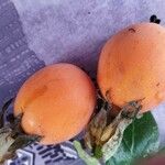 Passiflora caerulea Fruchs