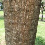 Sapium glandulosum 樹皮