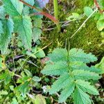 Pimpinella major Blad