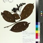Cordia ucayaliensis Otro