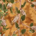 Indigofera diphylla ᱡᱚ