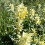 Rhinanthus major Flower