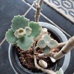 Kalanchoe millotii Folha