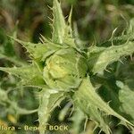 Carthamus arborescens Leaf