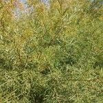 Salix exigua Blatt