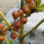 Ilex cornuta ഫലം