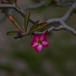 Adenium multiflorum Λουλούδι