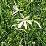 Anthericum liliago Flower