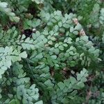 Adiantum venustum Лист