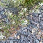 Teesdalia nudicaulis Flower