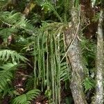 Huperzia gnidioides Hábito