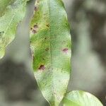 Syzygium cymosum Ліст