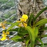 Gomesa longipes Flower