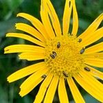 Buphthalmum salicifolium Blüte