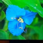 Commelina coelestis 花