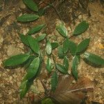 Spirotropis longifolia Hoja