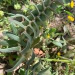 Nonea vesicaria Hoja