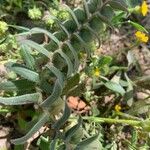 Nonea vesicaria Blatt