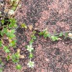 Arenaria serpyllifoliaFlower