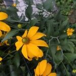 Rudbeckia nitida 花