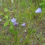 Campanula rotundifoliaFleur