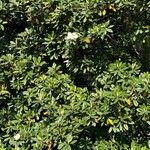 Magnolia virginiana 葉