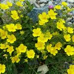 Potentilla grandiflora Flower