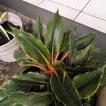 Chlorophytum orchidastrum Leaf
