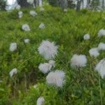 Eriophorum vaginatumKwiat