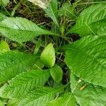 Elephantopus carolinianus Leaf