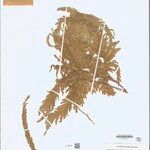 Selaginella parkeri Hoja