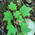 Rubus odoratusLeht