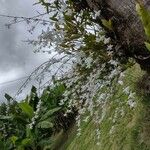 Dendrobium crumenatum Fiore