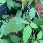 Solanum scabrum 葉