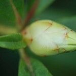 Rhododendron lambianum Inny