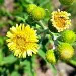 Verbesina encelioides Flower