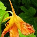 Tropaeolum majus Flower