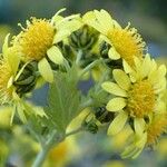 Chrysanthemum lavandulifolium