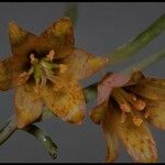 Fritillaria recurva Inny