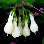 Symphytum grandiflorum Flower